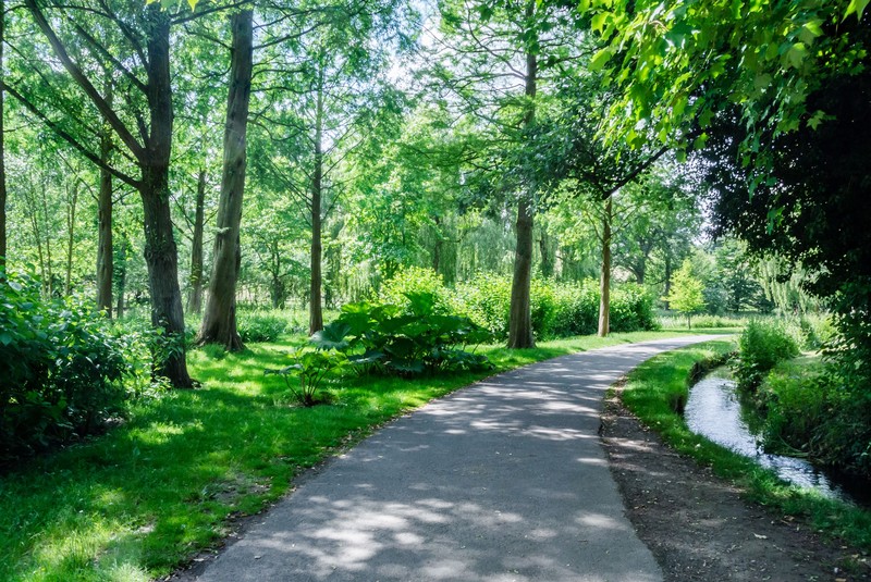 日が照っている木々の画像