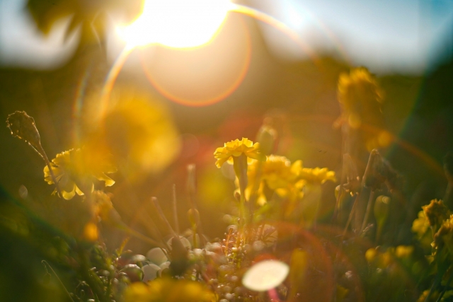 光を浴びている花の画像