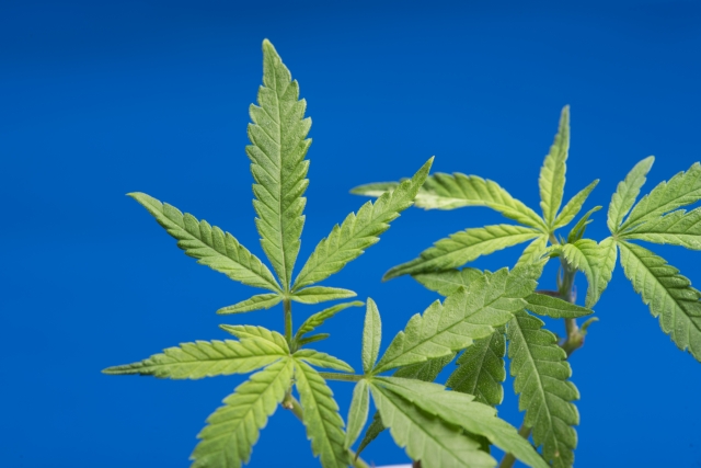 青い背景の大麻草の画像